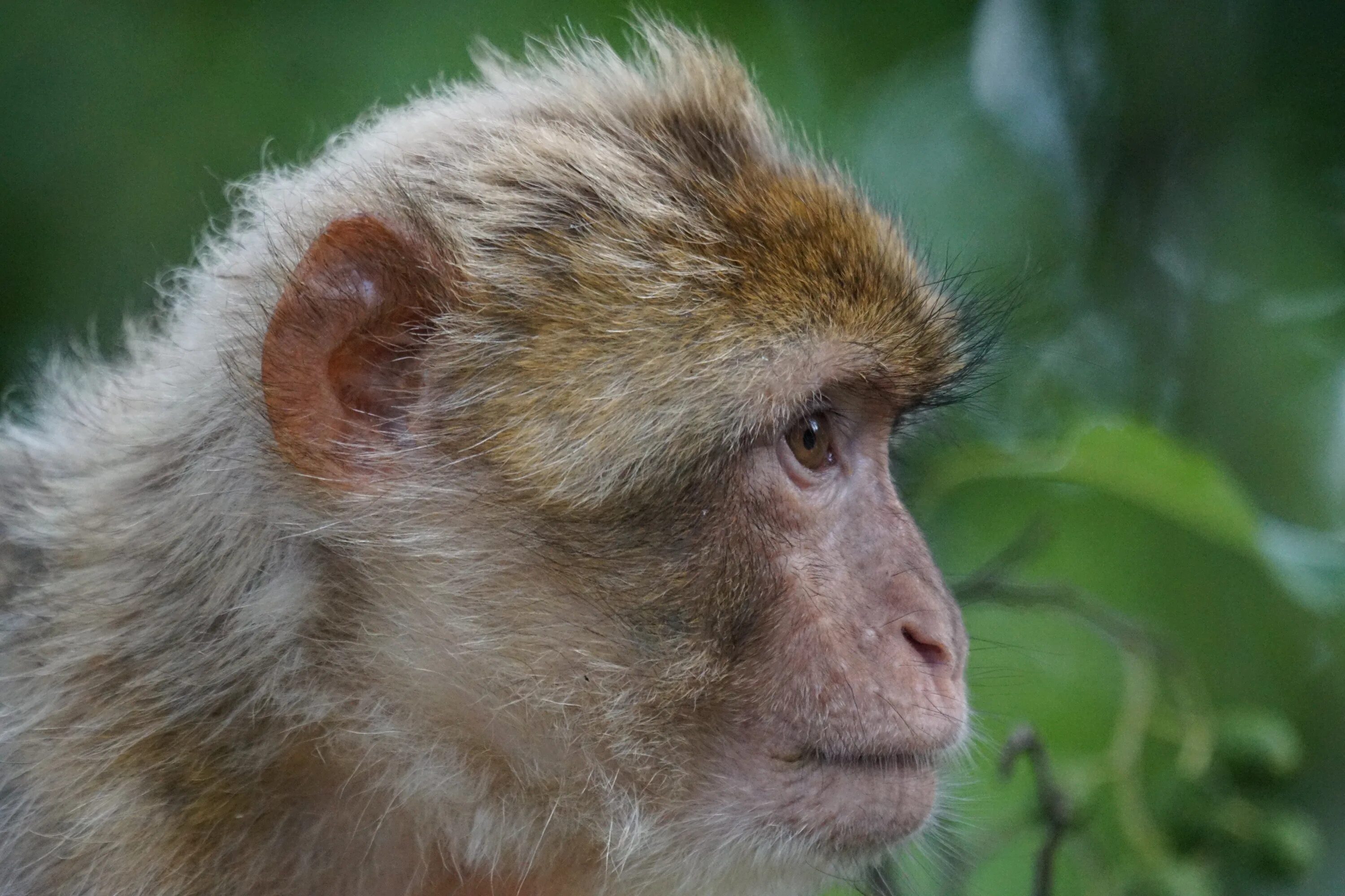 Макаки шимпанзе. Гуансийская макака. Макак суматранский. Маймун обезьяна. Сухоносые приматы.