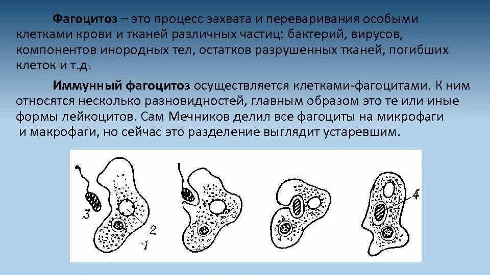 Фагоцитоз в каких клетках животных. Процесс фагоцитоза. клеточный фагоцитоз. клетки осуществляющие фагоцитоз. внутриклеточный фагоцитоз.