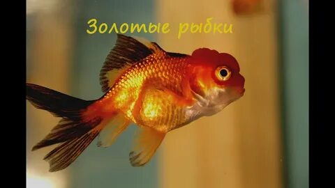 Самка и самец золотой рыбки