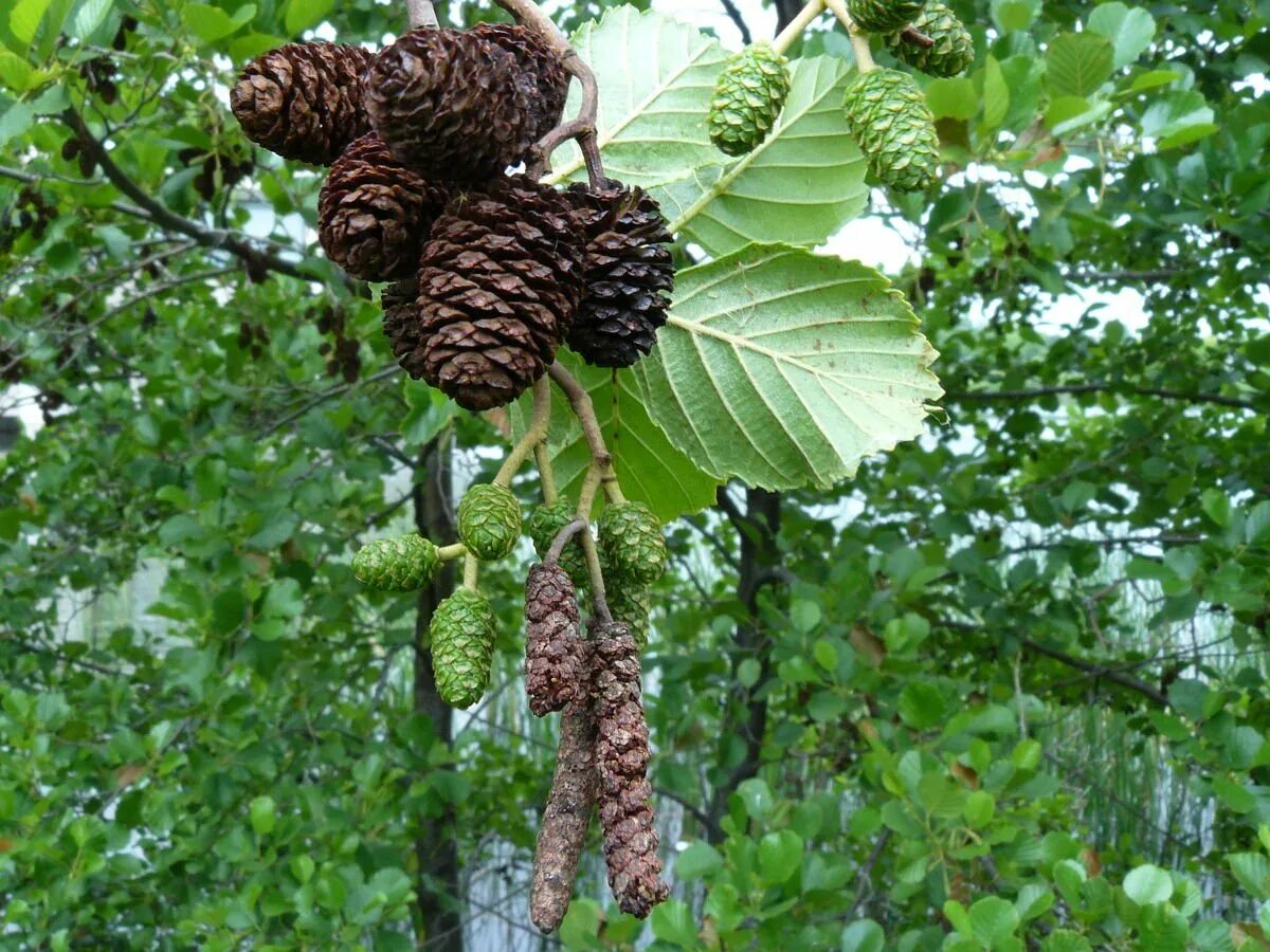 Ольха дерево как выглядит и где растет. Ольха дерево. alnus glutinosa. alnus ольха. ольха серая дерево.
