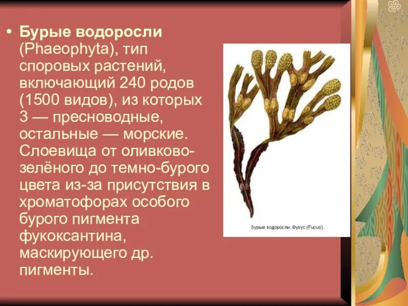 Бурые водоросли фукус ботаника. Бурые водоросли Phaeophyta. Бурые водоросли конспект. Бурые водоросли 7 класс.