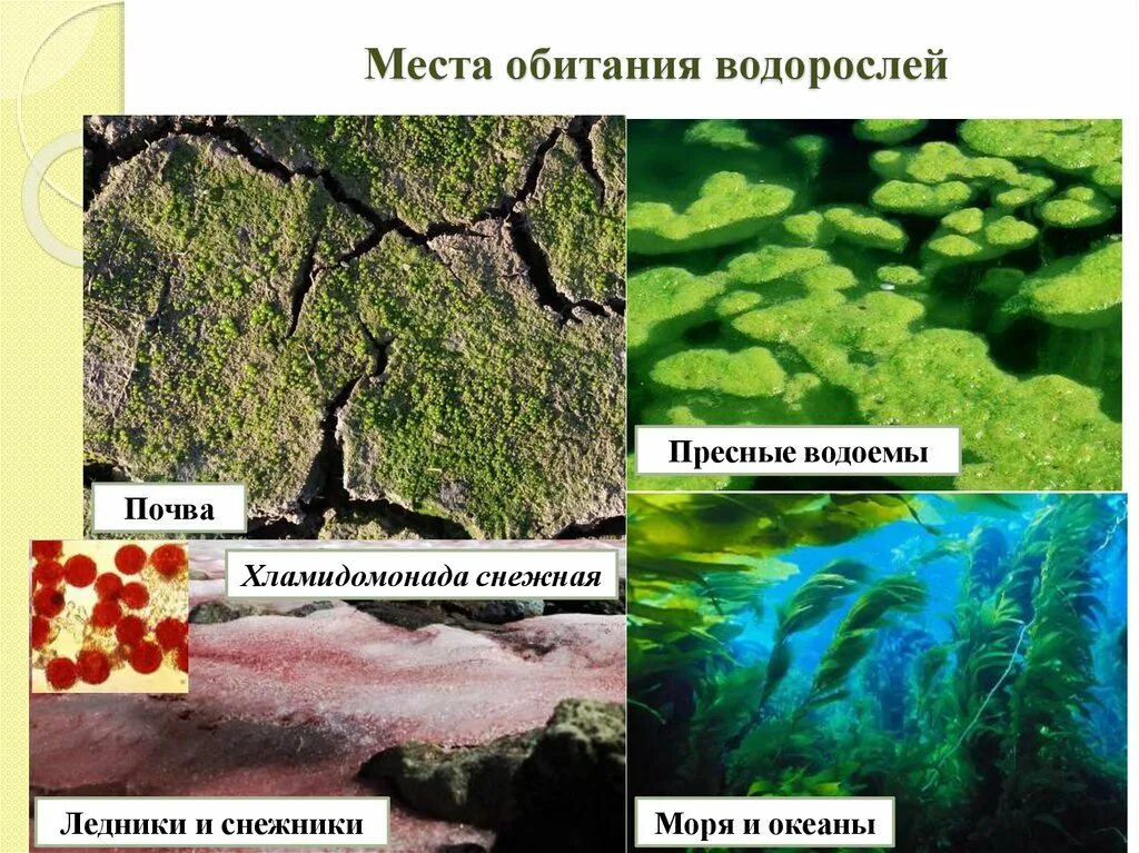 Факторы водоросли. Места обитания водорослей. Местообитание водорослей. Бурые водоросли обитание. Среда обитания красных водорослей.