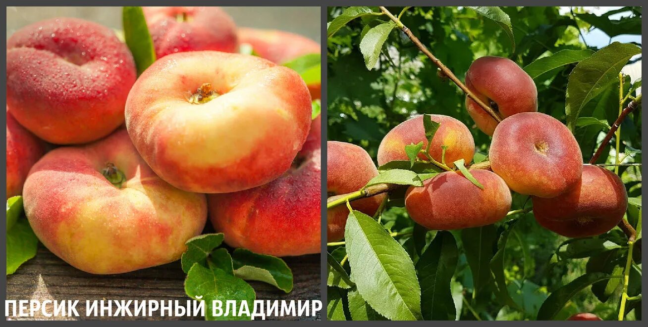 Персик инжирный сатурн. Персик владимирский инжирный. Нектарин инжирный сорта. Персик уфо 3. Персик сорт инжирный описание.