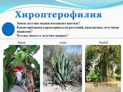 Какой признак у обоих растений