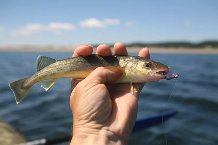 Сколько рыб водится в охотском море