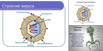 строение вирусной клетки