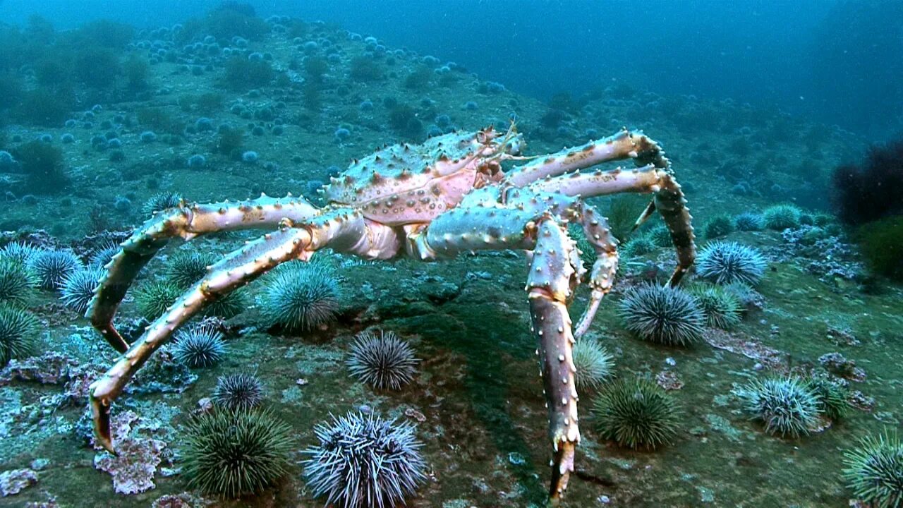 охотское море животные и рыбы. охотское море животные и рыбы. дальневосточный морской заповедник моллюски. атлантический белокорый палтус. морская живность охотское море.