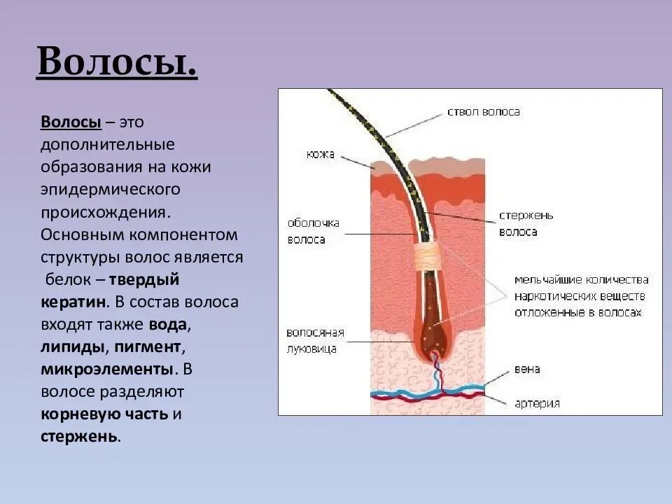 Корни волос расположены в. Строение корневой части волоса. Основным компонентом структуры волоса. Кожа строение и физиология кожи. Строение волоса человека.