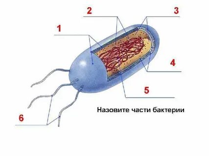 Биология 5 класс бактерии строение и жизнедеятельность