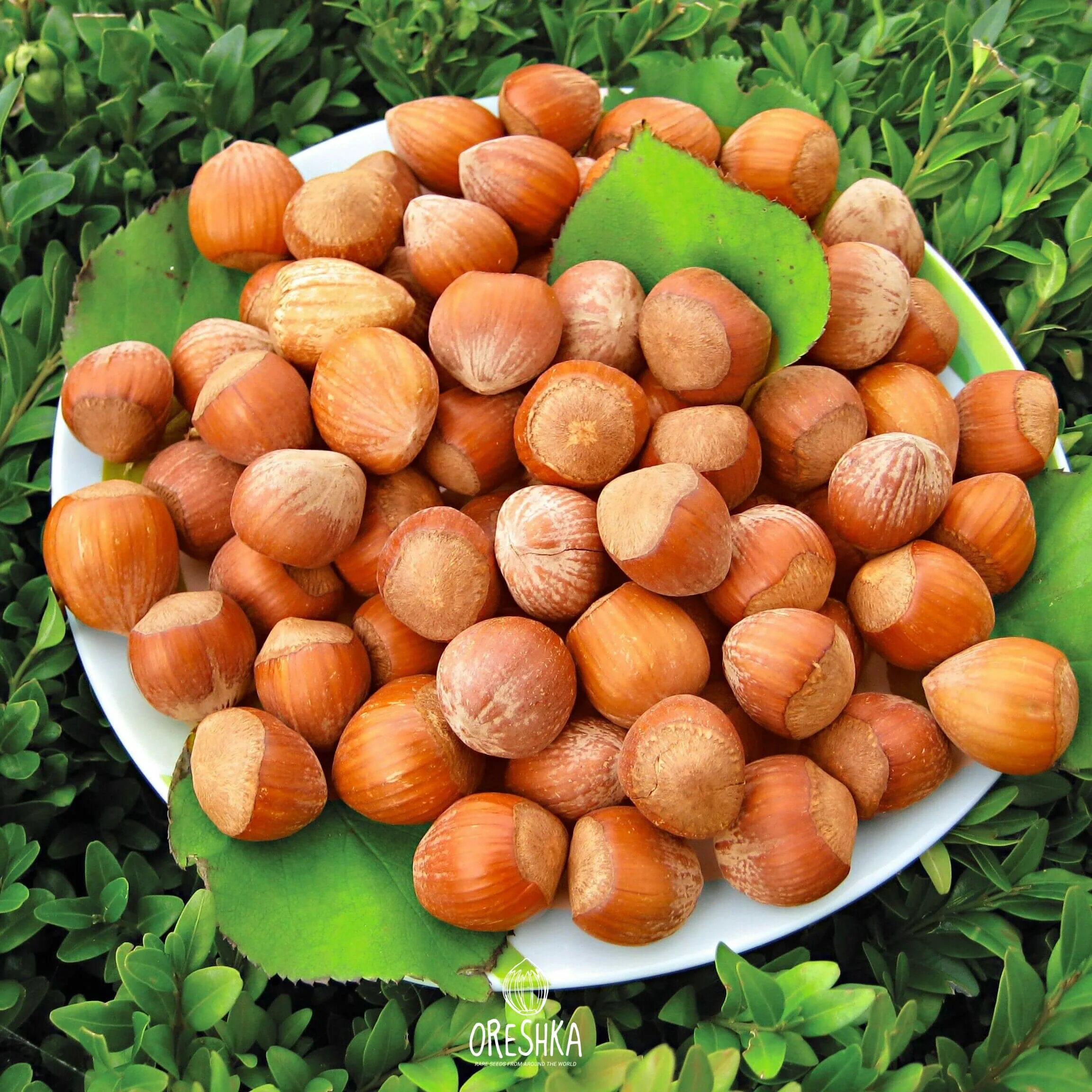 Фундук трапезунд саженцы. Орех фундук трапезунд. Сорт фундука трапезунд. Фундук трапезунд дерево. Орех фундук трапезунд описание.