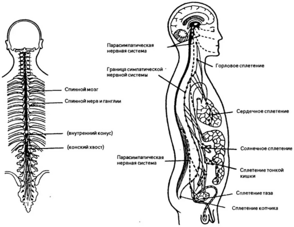 Представители трубчатой нервной системы. Трубчатая нервная система человека. Нервная система анатомия схема. Трубчатая нервная система рисунок. Трубчатая нервная система схема.