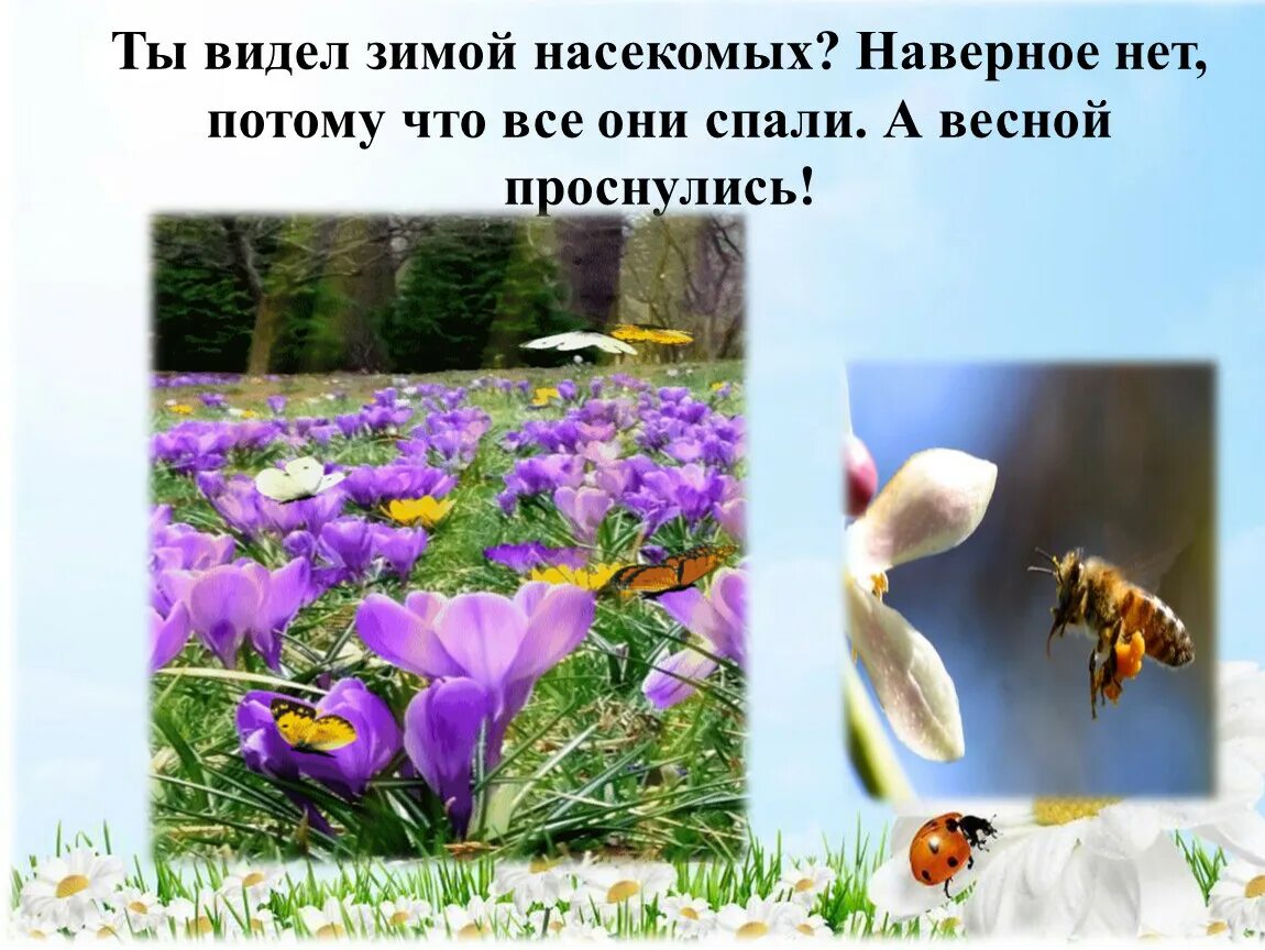 Животные весной презентация для дошкольников. Растения и животные весной. Жизнь животных весной. Что просыпается весной.