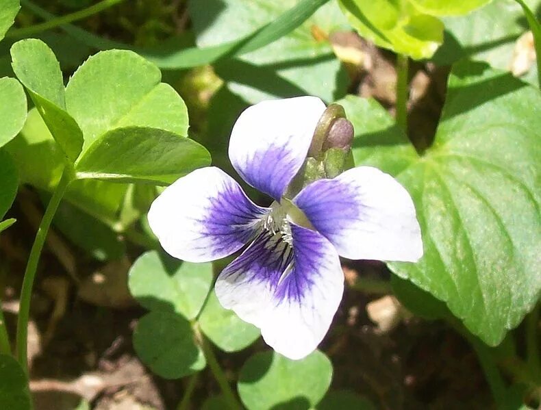 Фиалка февраль. Виола сорория. Фиалка сорория. Виола Viola sororia Blue cloud. Виола Viola sororia Red cloud.