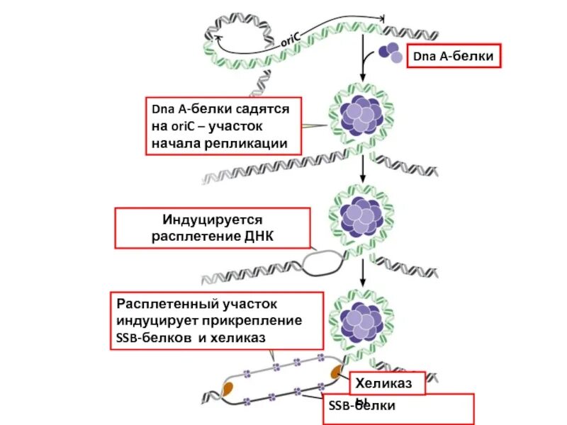 SSB белки на ДНК. SSB белки прокариот. Репликация SSB белки. Участок начала репликации.