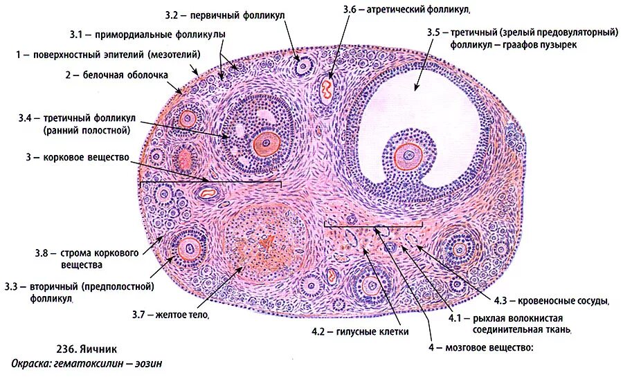 Строение яичника гистология рисунок. Первичные фолликулы яичника препарат. Вторичный фолликул гистология препарат строение. Строение яичника гистология препарат. 17 фолликулам