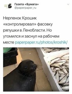 Кот крошик пытался сбежать