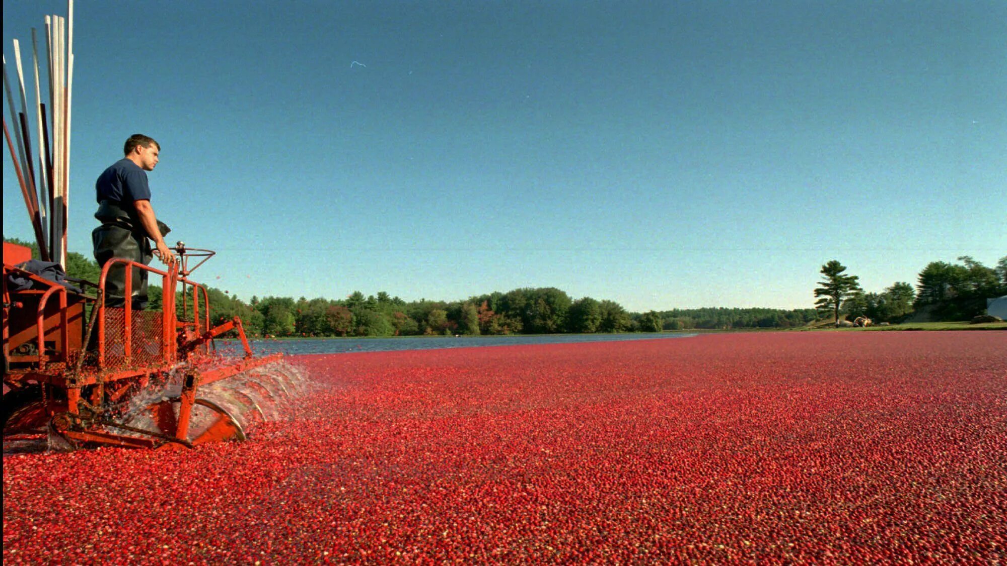 Покажи видео как выращивают. Сбор урожая клюквы, штат Висконсин, США. Плантации клюквы в Канаде. Клюквенная ферма Висконсин. Сбор урожая клюквы в Канаде.