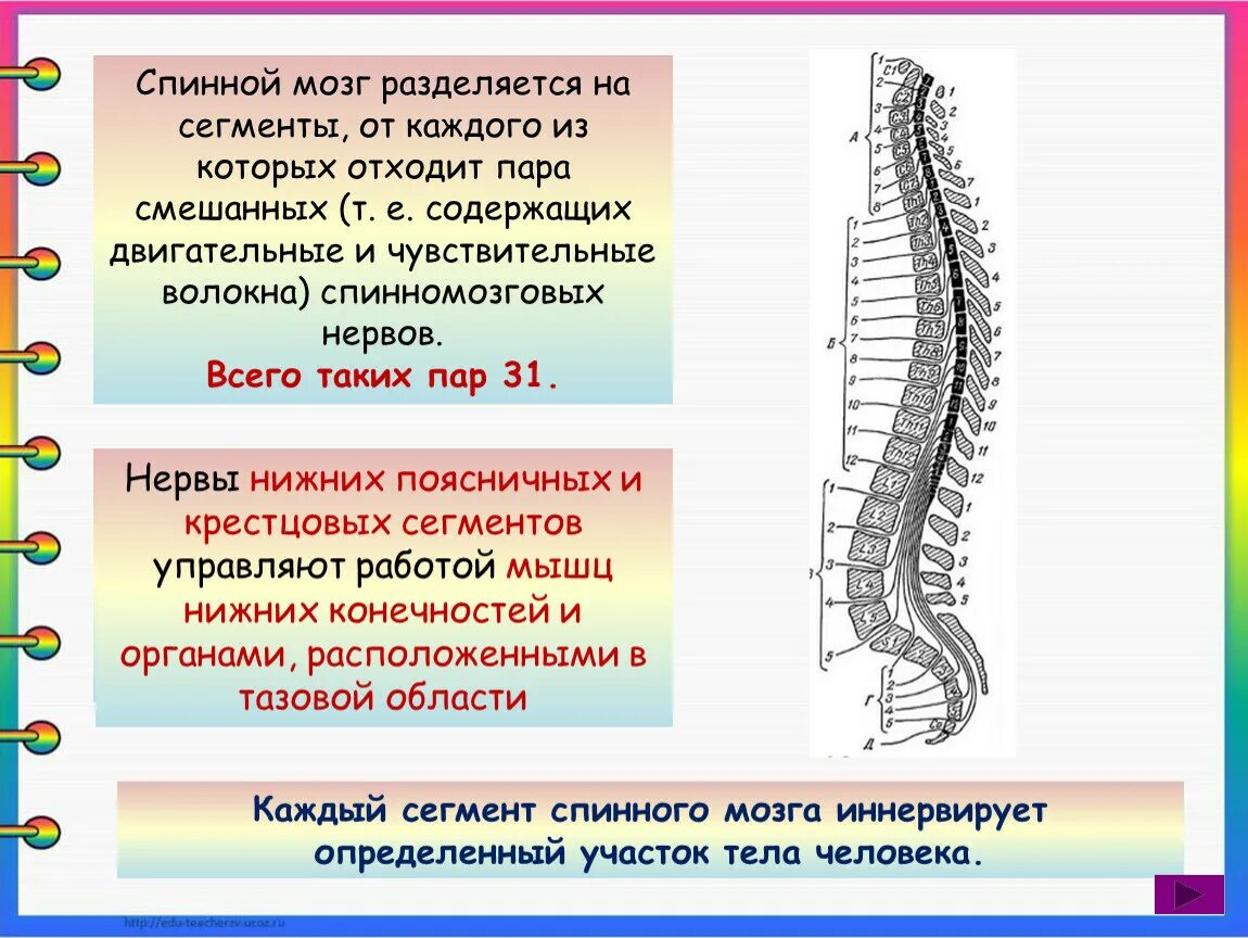 Тест по теме спинной мозг 8 класс. От спинного мозга отходит пара спинномозговых нервов. участок спинного мозга, от которого отходит пара нервных корешков. спинная нервная цепочка. от спинного мозга отходят пар.