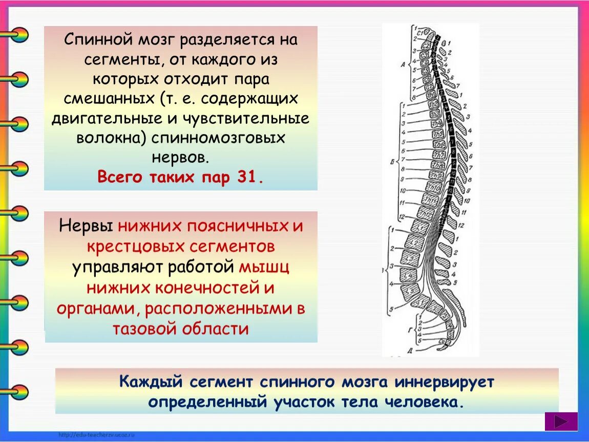 Строение сегмента спинного мозга. Изгибы спинного мозга. Головной и спинной мозг 8 класс. Сегменты спинномозговых нервов.