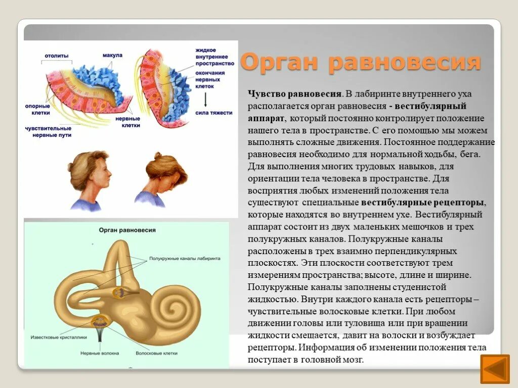 Практическая работа вестибулярный аппарат 8 класс биология. Орган равновесия вестибулярный аппарат Лабиринт. Вестибулярный аппарат отолитовый аппарат. Вестибулярный анализатор 8 класс биология. Вестибулярный аппарат анатомически располагается.