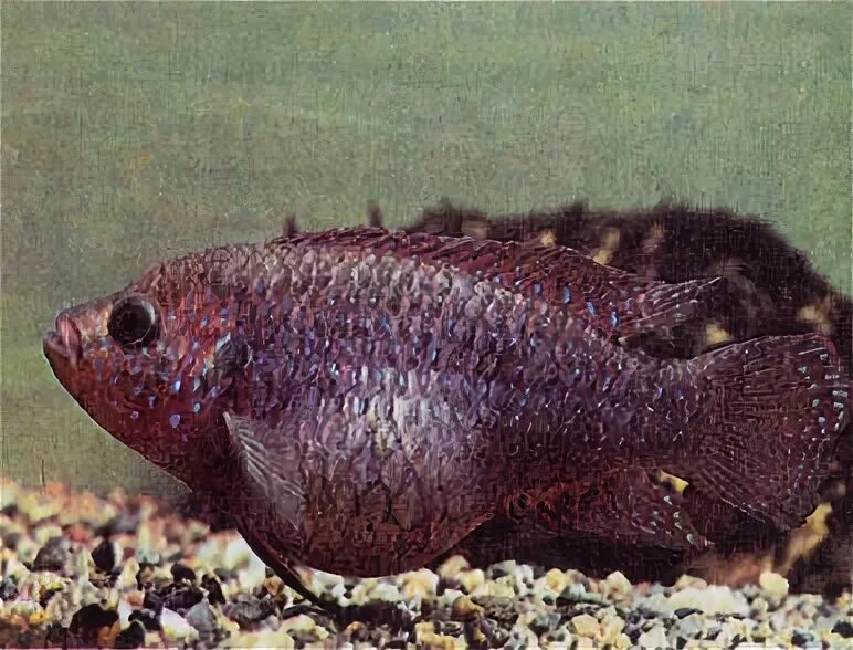 заболевание пузыря (плавательного);. воспаление плавательного пузыря у рыб. плавательный пузырь. воспаление плавательного пузыря карпов. воспаление плавательного пузыря у рыб.