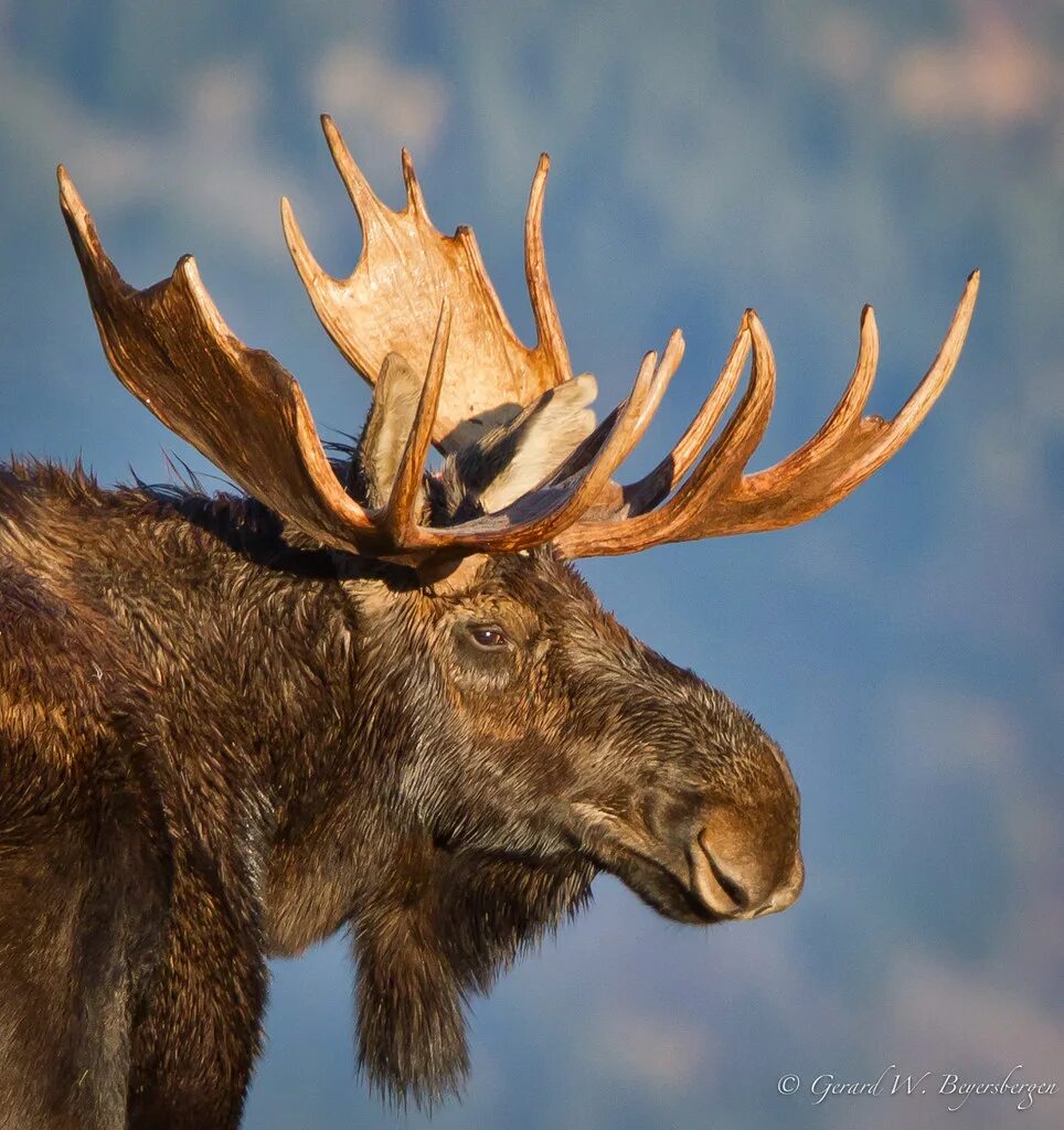 Лоси в америке. Американский Лось. Американский Лось Северной Америки. Лось в США. Лось злится.