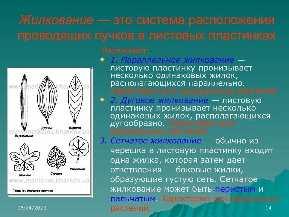 Дуговое жилкование листовой пластинки у. Типы жилкования листовой пластинки. Перистое жилкование листовой пластинки. Перисто сетчатое жилкование листовой пластинки.