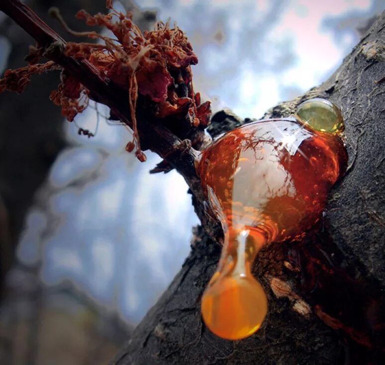 Янтарь окаменевшая смола происхождение. Янтарь окаменевшая смола древних деревьев. Январь окаменевшая ископаемая смола. Янтарь смола древних хвойных деревьев. Янтарь окаменевшая смола древних деревьев.