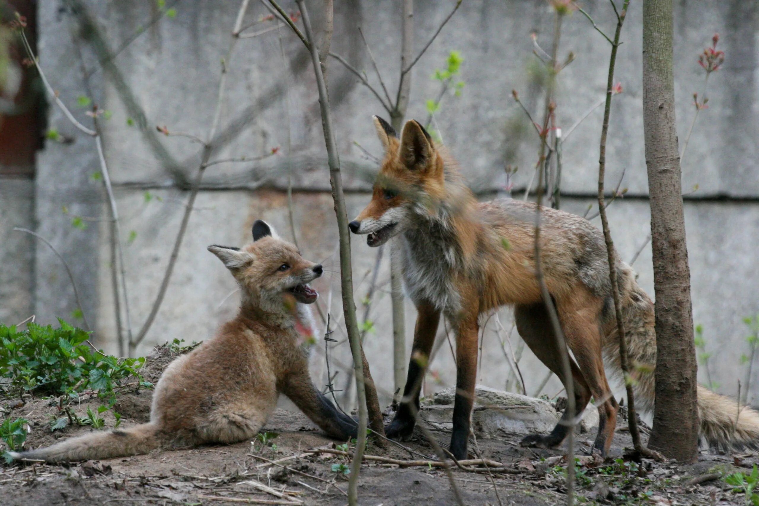 В какой природной зоне не встречается лисица. Лиса Кузьминский парк. Парк Кузьминки лисы. Лиса в Кузьминском парке. Лиса в парке Кузьминки.