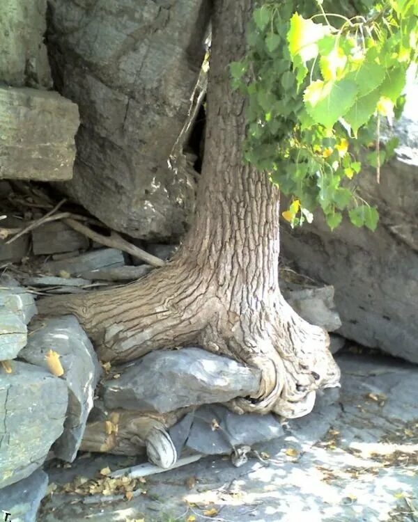 Смотрю как деревья растут. Растущее дерево. Дерево растет из камня. Прорастающее дерево.