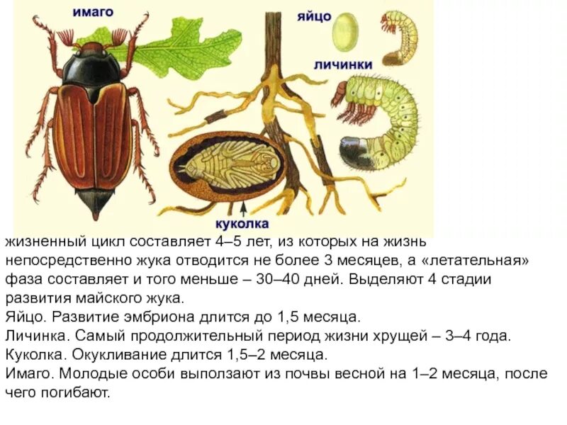 Какое развитие у жуков. Цикл развития майских Жуков. Цикл развития майского жука схема. Жизненный цикл майского жука. Цикл развития майского жука.