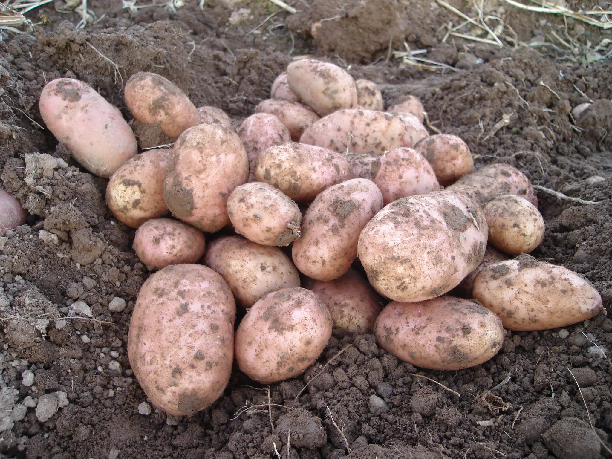 Картофель первого урожая. Клубни картофеля с ботвой. Выкапывание картофеля. Выкопали картофель. Копка картофеля.