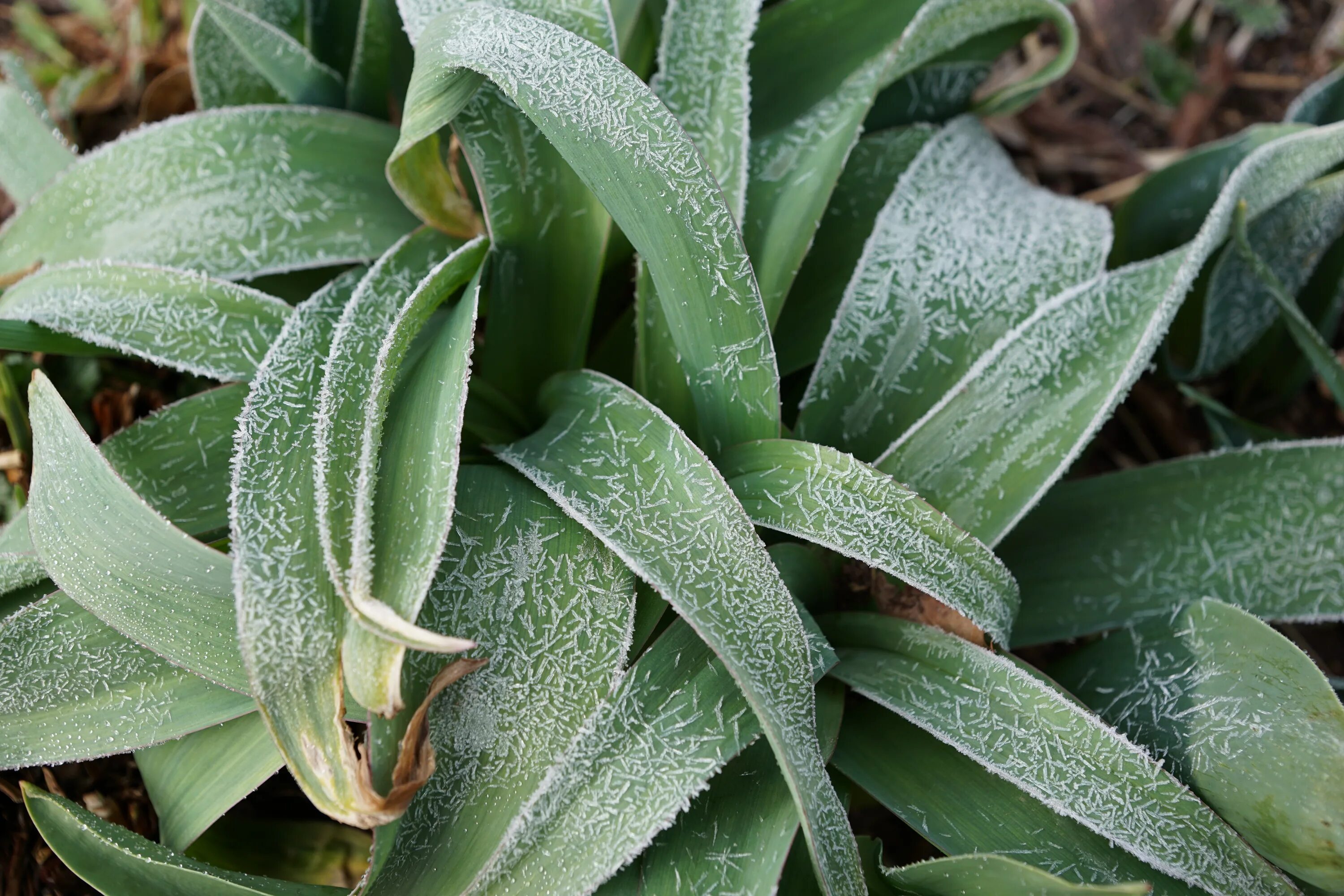 Алоэ лед. Грин айс (Green Ice) бордюр. Бело зеленое растение. Ice Plant растение. Льдистый цветок.