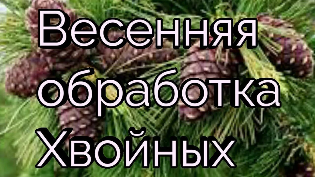 От болезней хвойных. Весенняя обработка хвойных от Шютте хвойных ,. Препарат от ржавчины на хвойных. Ракурс обработка хвойных