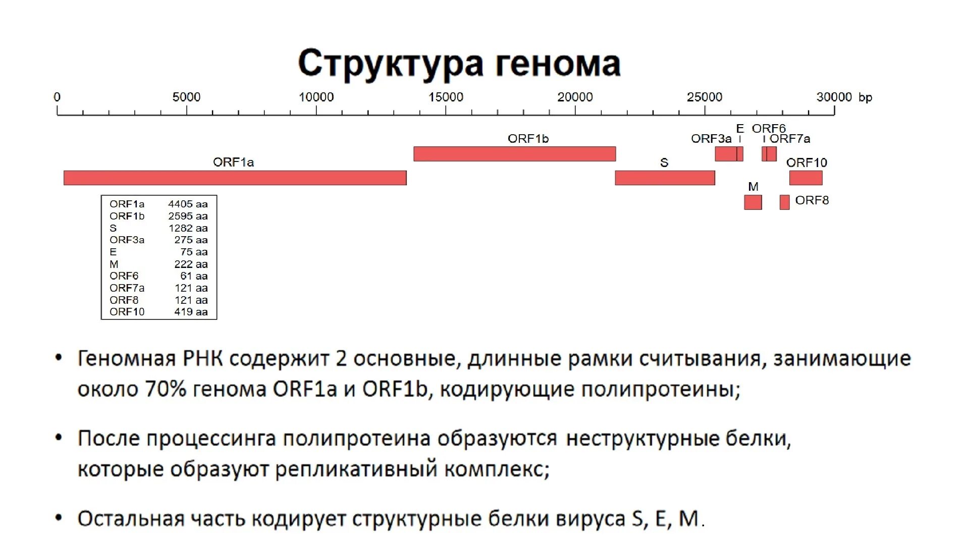 При расшифровке генома папоротника