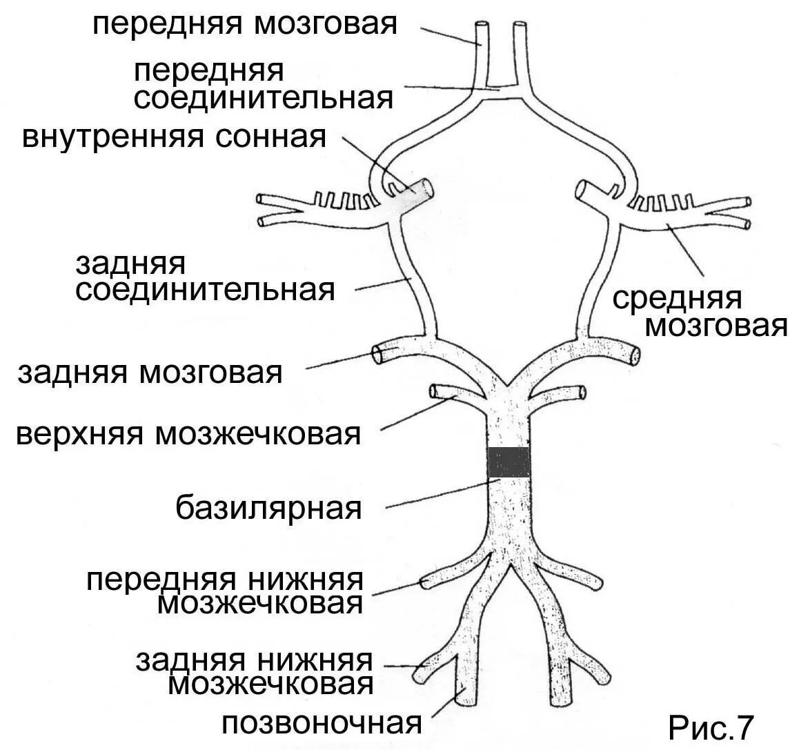Задняя соединительная артерия мозга. Схема артериального круга головного мозга. Артерии мозга Виллизиев круг. Мозговые артерии Виллизиев круг. Виллизиев круг анатомия схема.