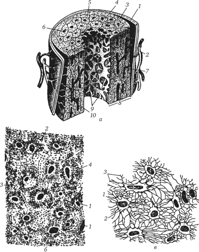 Трубчатая костная ткань. Пластинчатая губчатая костная ткань. Компактная пластинчатая костная ткань. Костная пластинчатая соединительная ткань. Компактная пластинчатая костная ткань рисунок.