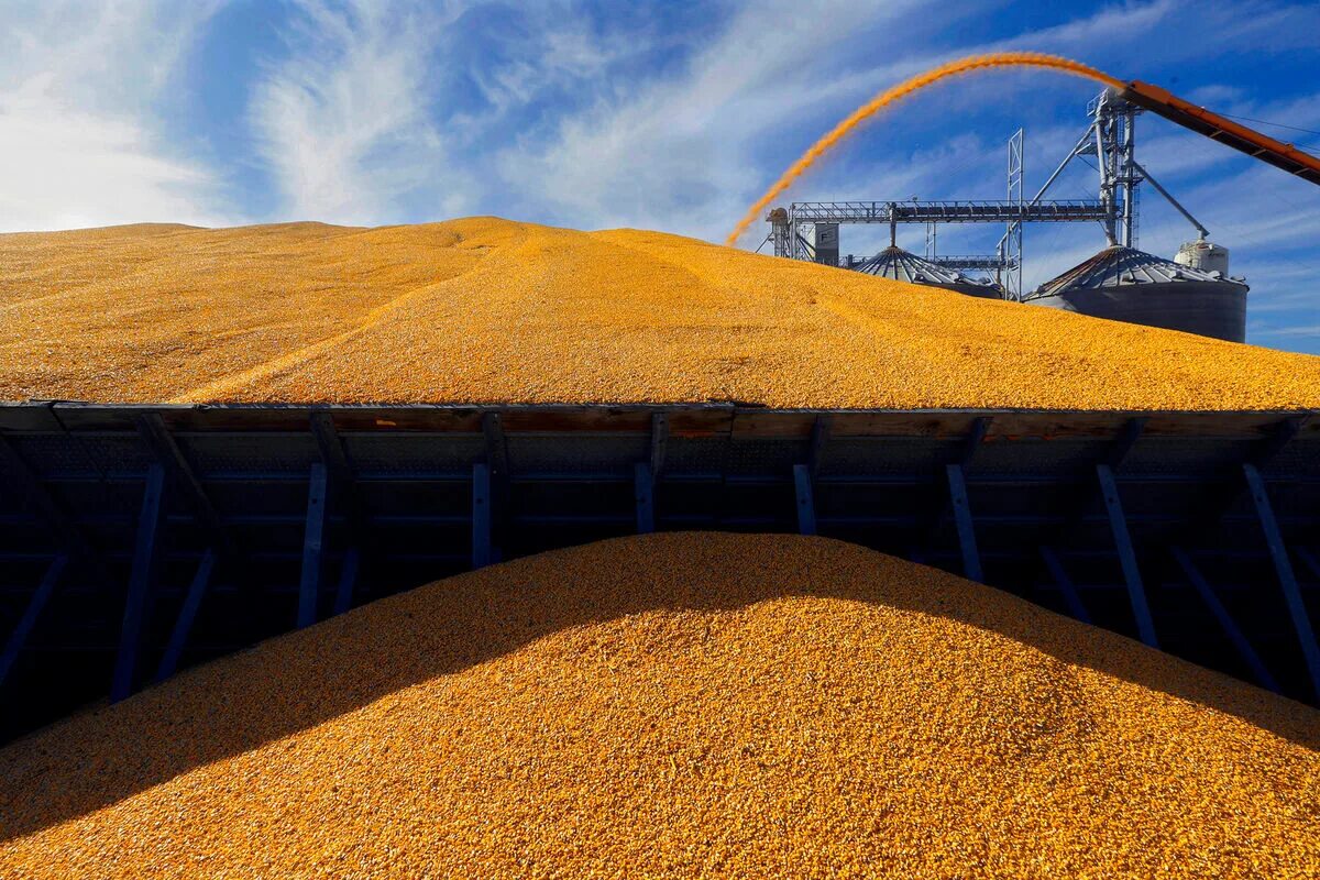 Экспорт зерна. Тонна зерна. Зерновой экспорт. Отгрузка зерна. 12 млн тонн