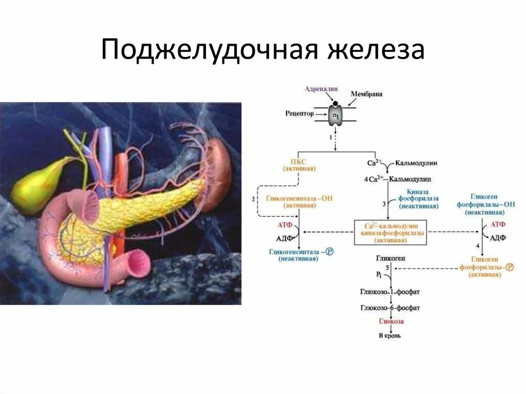 Поджелудочная железа строение функции ферменты. Функции поджелудочной железы схема. Схема работы поджелудочной железы. Функции ферментов поджелудочной железы схема.