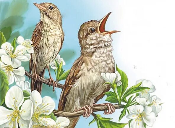 Птицы жаворонки поют птицы. Соловей. Соловей иллюстрация. Соловей весной. Соловей картина.