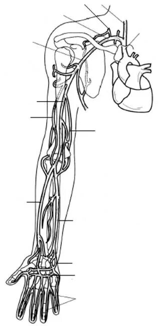 Плечевая артерия и Вена. Кровоснабжение верхней конечности топографическая анатомия. Схема кровотока верхней конечности. Артерии верхней конечности схема. Кровообращение верхней конечности