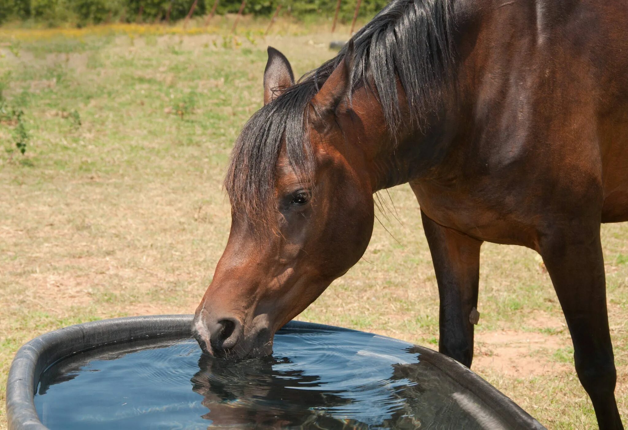 Horse drink. Лошадь пьет воду. Лошадь пьет. Что едят лошади. Поение лошадей.