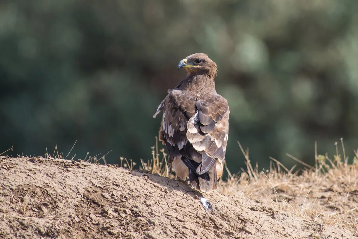 Степной орёл (Aquila nipalensis. Степной Орел Забайкалья. Птицы степные Дрофа Орел. Степной Орел Ростовской области.