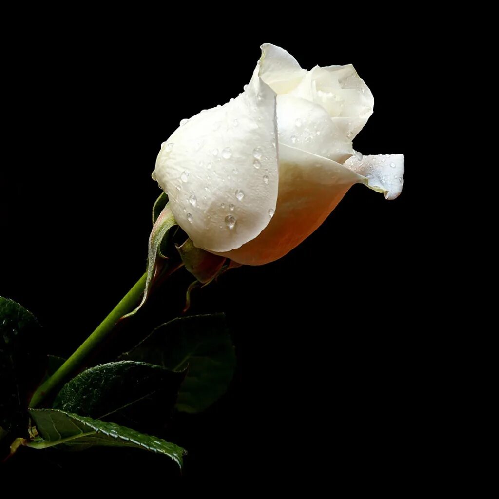 Белые розы смысл. Цветы на черном фоне. Белые розы на темном фоне. Белые цветы на черном фоне.