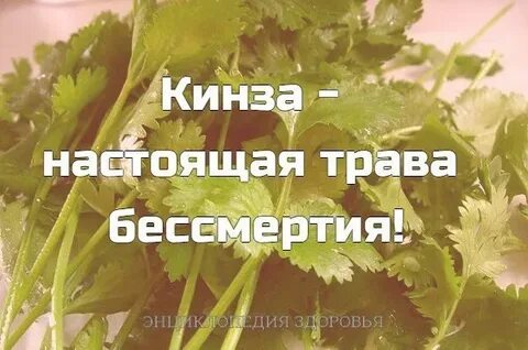 Кинза польза и вред для мужчин
