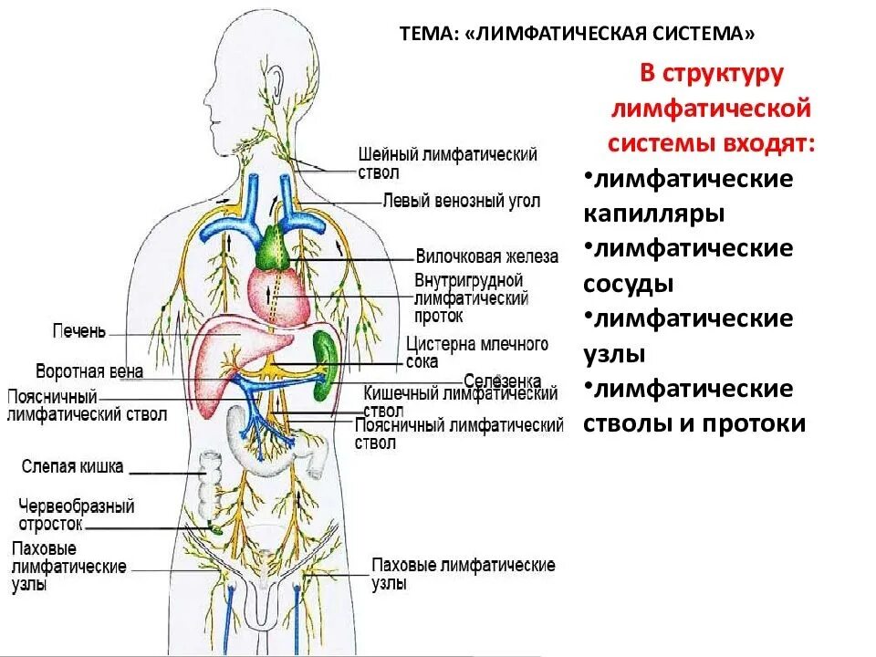 Сердце лимфатические сосуды. Строение лимфатической системы человека схема. Строение лимфатической системы и лимфатического узла. Лимфатические капилляры сосуды узлы. Лимфатическая система человека рис 61.