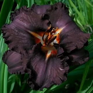 Black daylily