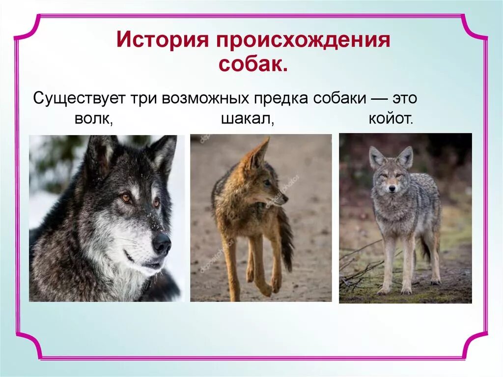 Чем отличается волк от шакала. Волк койот и Шакал. Шакал и волк. Различие волка и шакала. Шакал и волк отличия.