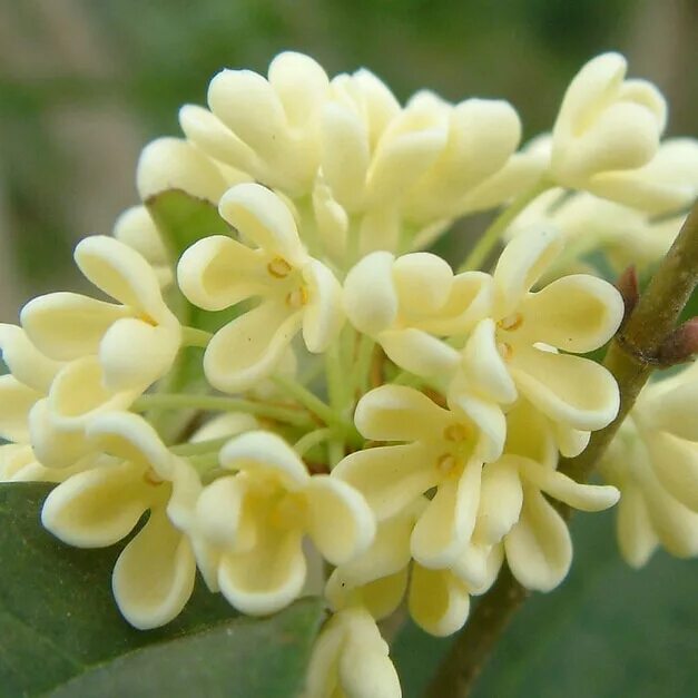 Fragrant flower