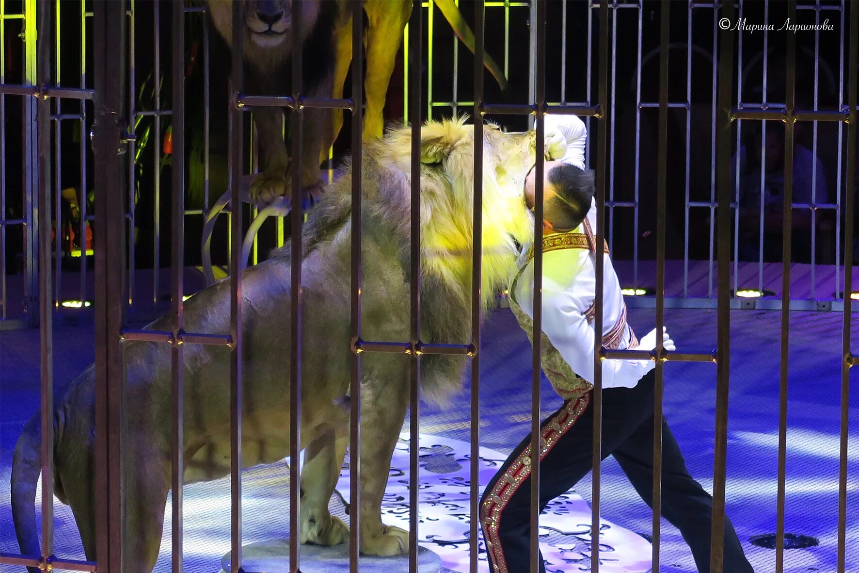 Шоу фонтанов гончарова в цирке. Влад гончаров львы принц цирка. Заслуженный артист цирка. Принц цирка. Принц цирка шоу фонтанов воронеж.
